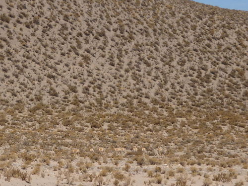 Some people never get to see Vicu&ntilde;as we saw Five Herds.